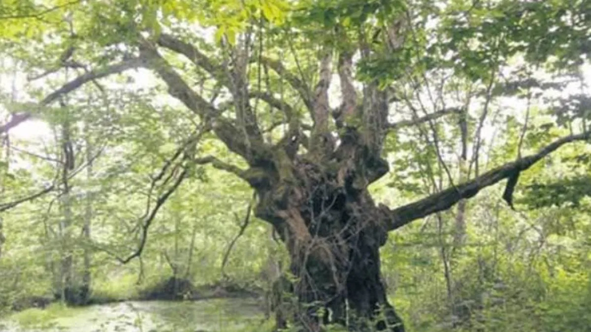 Ağacın Yosunlu Tarafı Hangi Yönü Gösterir? Ağaçların Yosunlu Tarafları Hangi Yönü Gösterir?