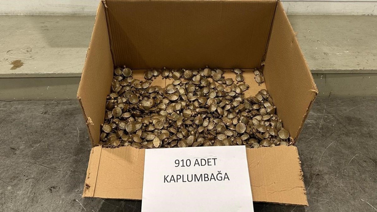 Artvin gümrüğünde kaçak ‘su kaplumbağası’ operasyonu yapıldı