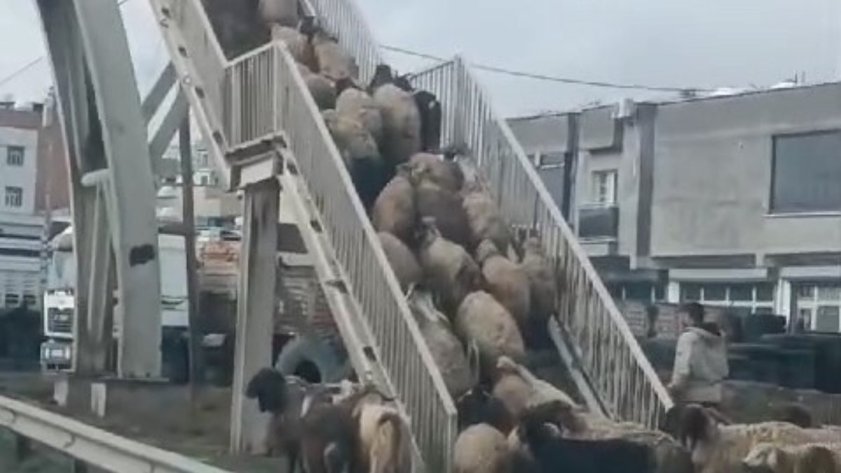 Şırnak’ta bir üst geçite bu kez insanlar değil koyunlar çıktı